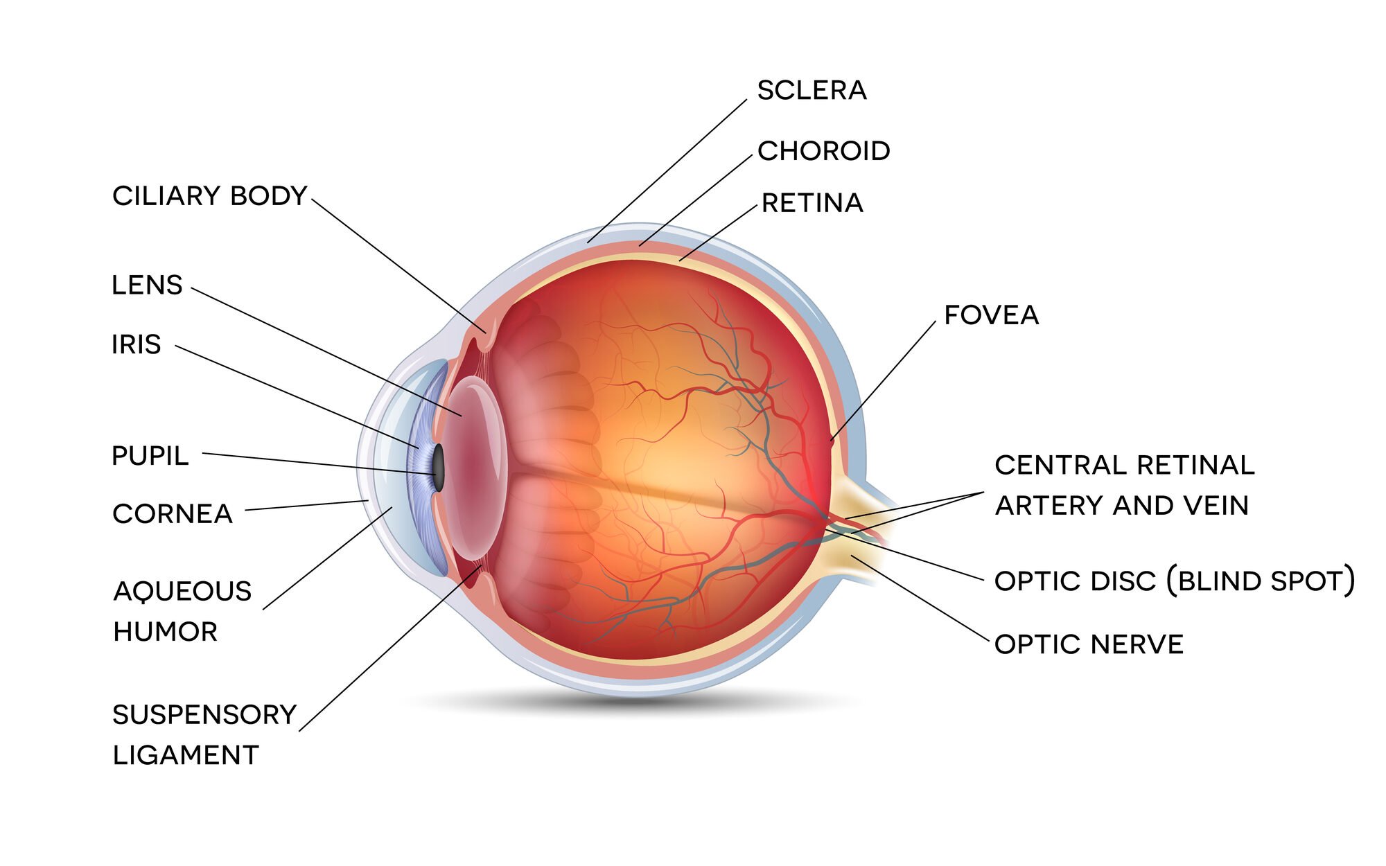 Iris of the Eye 2 Anatomy of a normal eye on a white background edited