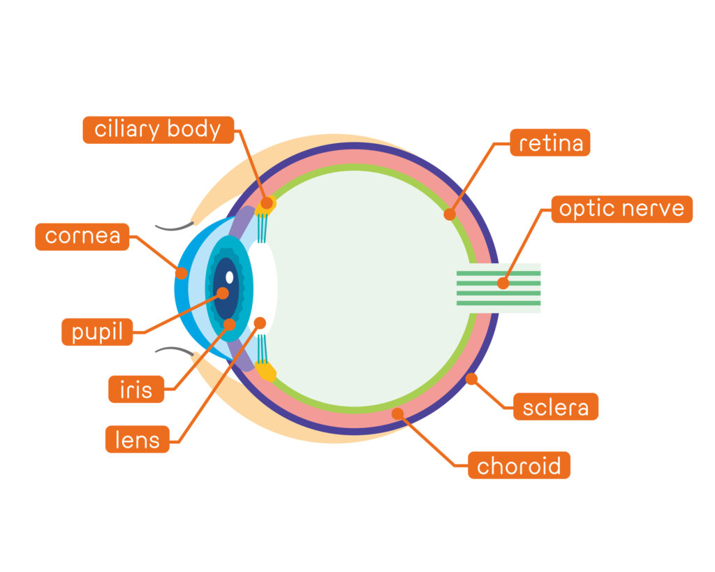 Corneal Pachymetry: Measuring Corneal Thickness 4 Anatomy of the eye vector illustration with labels such as cornea retina iris