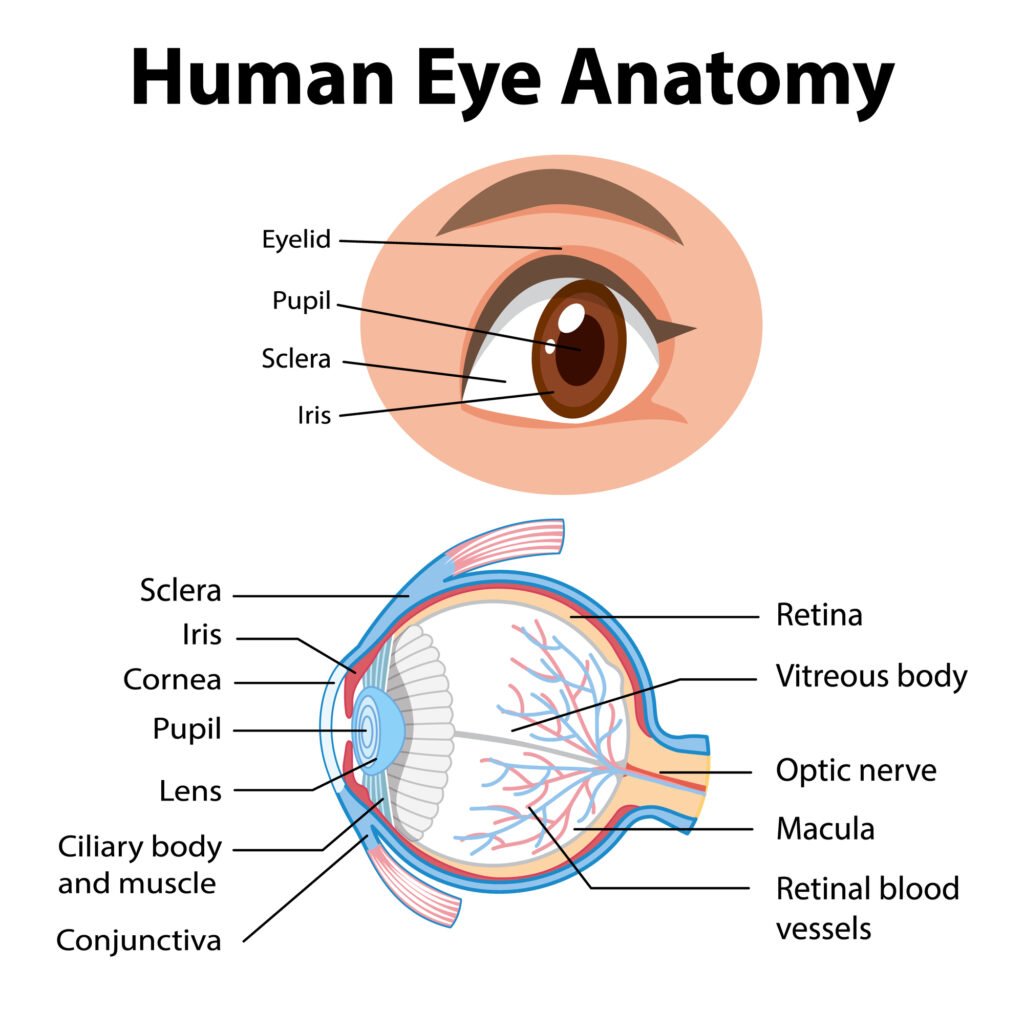 Eye Anatomy: Parts of the Human Eye 2 Diagram of human eye anatomy with label illustration