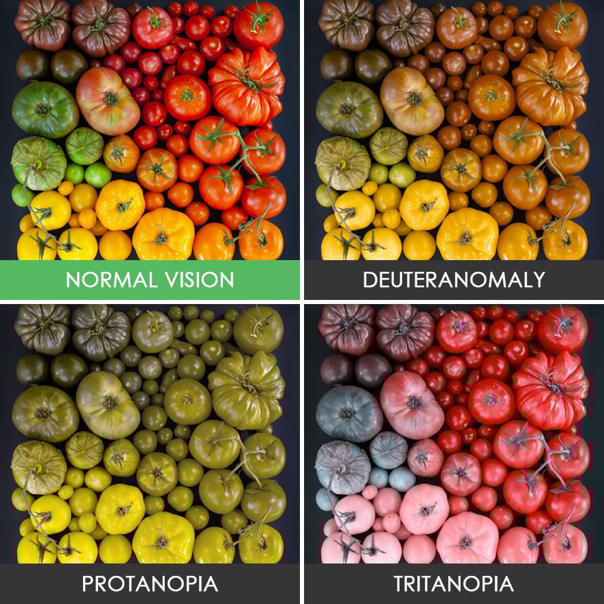 Color Blindness 12 What do Color Blind People See