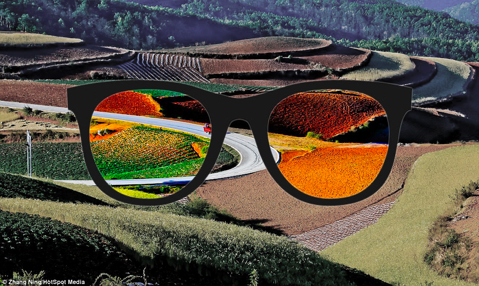 How EnChroma Glasses Work to Correct Colorblindness 4 Enchroma Lens