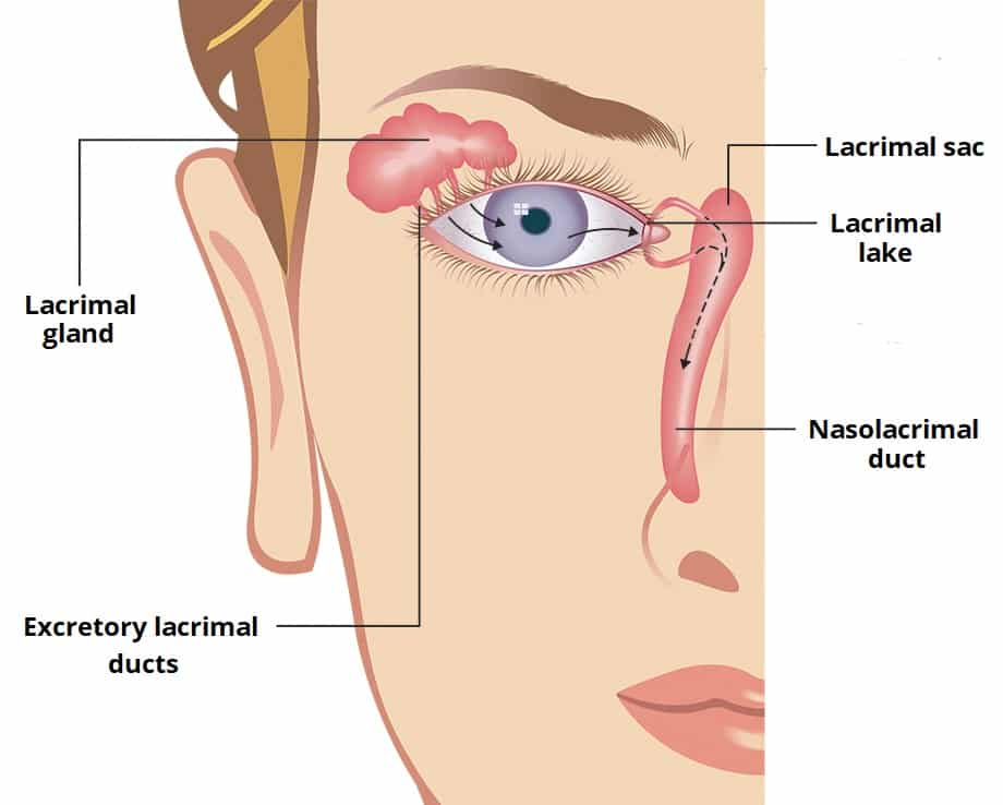 Lacrimal Gland Anatomy and Functions 3 The Lacrimal Apparatus