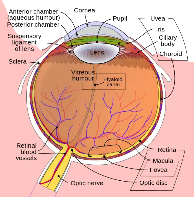 Vitreous Humor - Anatomy & Function 4 Vitreous humor body